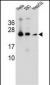MESDC2 Antibody (C-term)